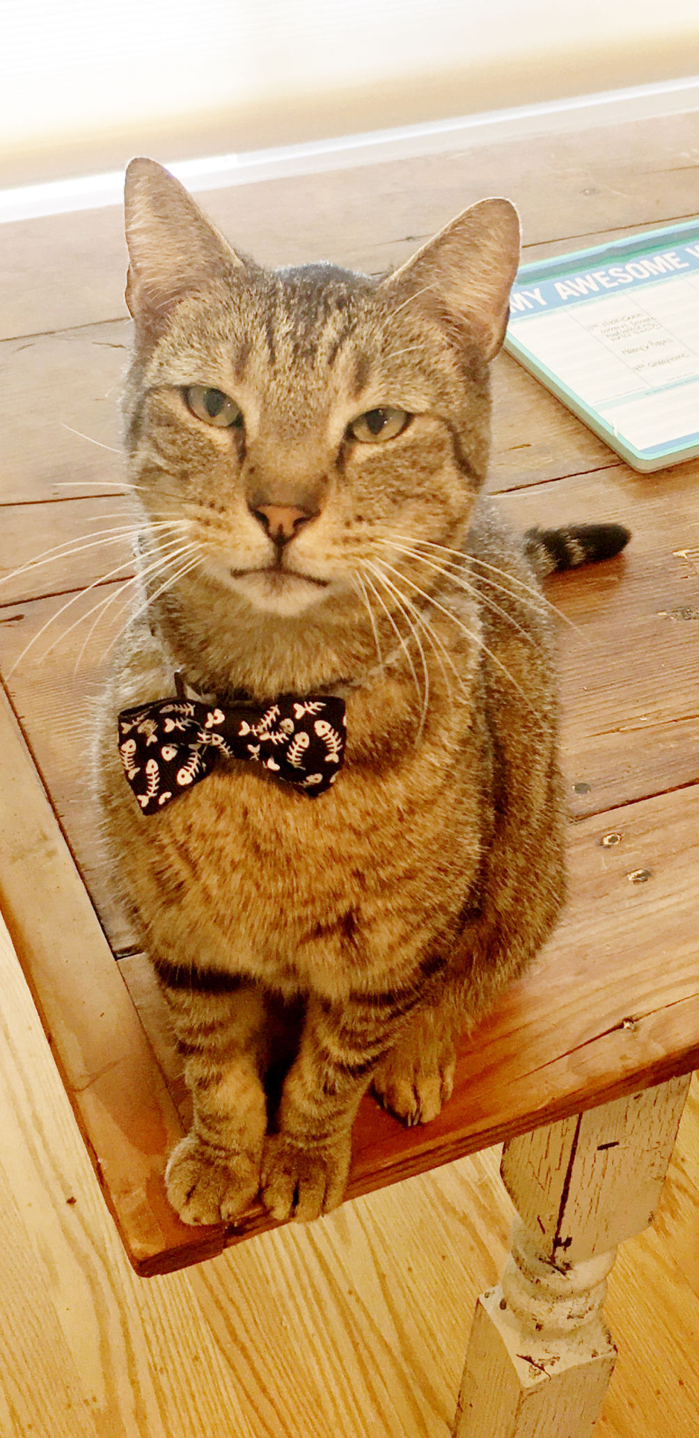 Pic of the Litter: Humphrey